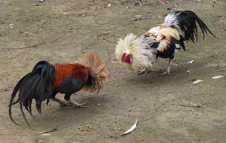 best of Fighting pinoy Cock sabong philippine