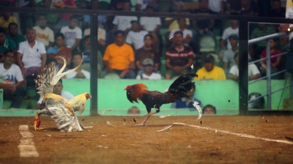 Howitzer reccomend Cock fighting philippine pinoy sabong