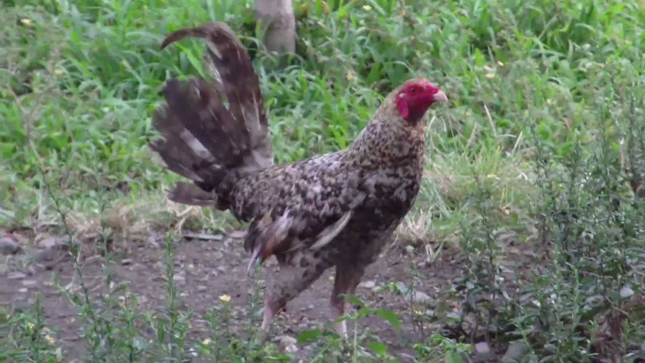 best of Fighting pinoy Cock sabong philippine