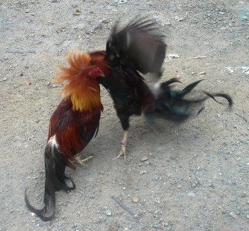 best of Fighting pinoy Cock sabong philippine