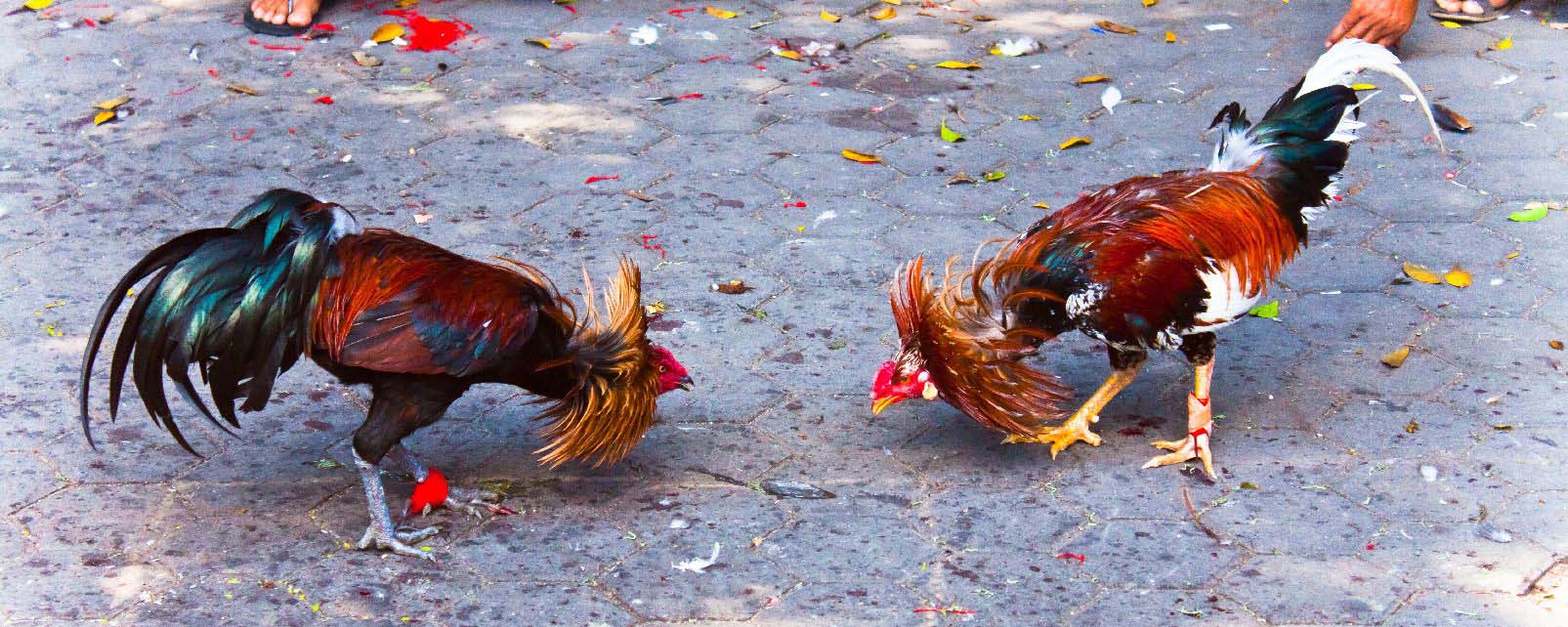 Cock fighting philippine pinoy sabong