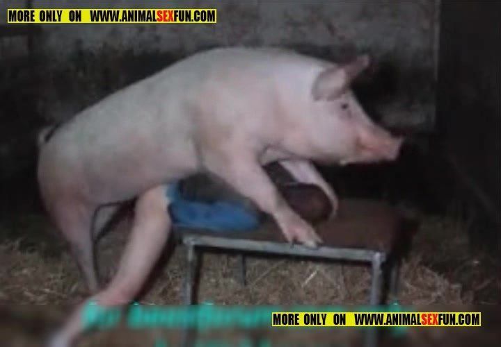 Pussy Man Porn Pig - Hot pussy fucked by pig picture . 27 New Porn Photos.